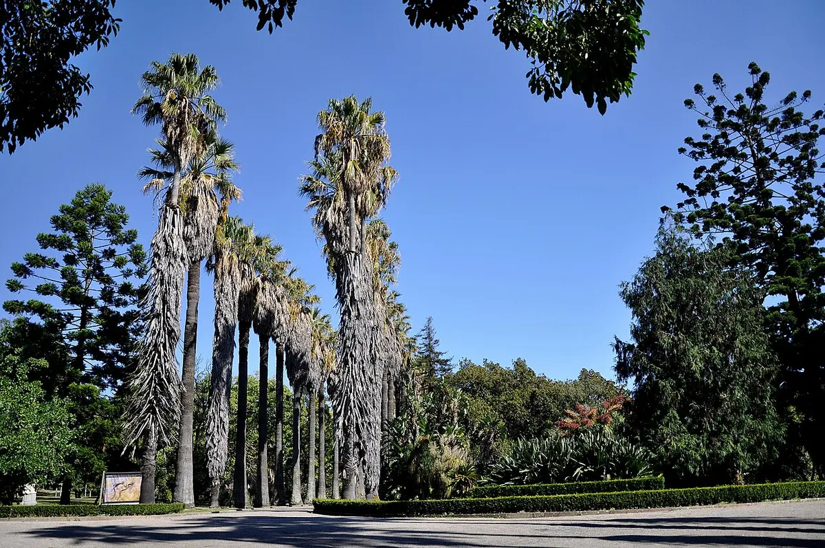 Alameda de palmeiras altas num jardim botânico, com sebes e vegetação sob céu azul