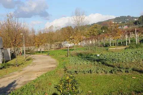 Caminho de terra entre hortas e vinha na Quinta Pedagógica de Braga, com árvores de outono