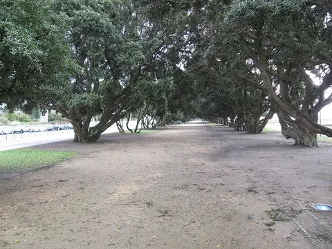 Alameda de árvores antigas com chão de terra nos jardins da Avenida de Montevideu