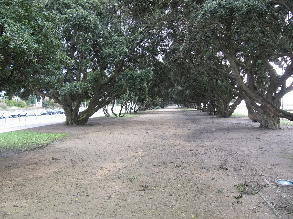 Alameda de árvores antigas com chão de terra nos jardins da Avenida de Montevideu