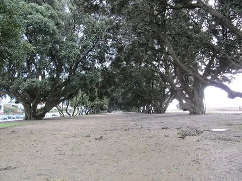 Árvores de copa larga sobre terreno de areia no jardim da Avenida de Montevideu