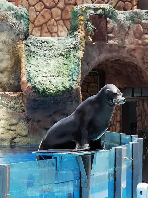 Leão-marinho numa plataforma junto à piscina, com cenário rochoso artificial ao fundo