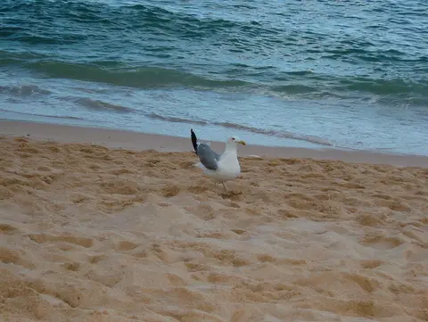 Gaivota na areia junto à rebentação numa praia de areia dourada