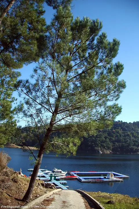 Pinheiro junto à albufeira do Cabril, com pontão flutuante e pequenas embarcações na água
