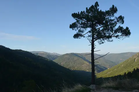 Pinheiro solitário num miradouro sobre o vale verdejante da rota do Poço do Inferno