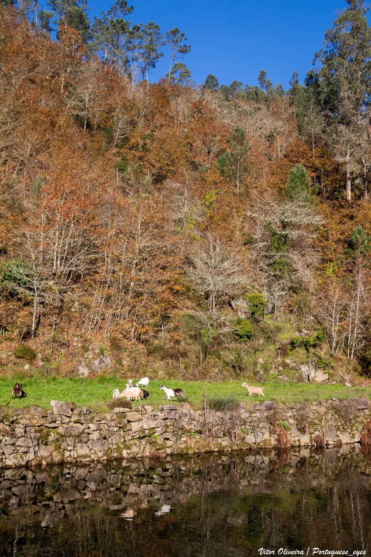 Margem da praia fluvial da Carriça com muro de pedra, cabras a pastar e encosta arborizada outonal.