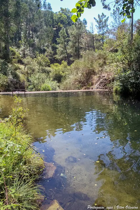 Praia fluvial com água clara e pouco profunda rodeada de vegetação e pinheiros