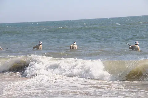 Apanhadores de sargaço dentro do mar, de costas, junto às ondas na praia da Apúlia