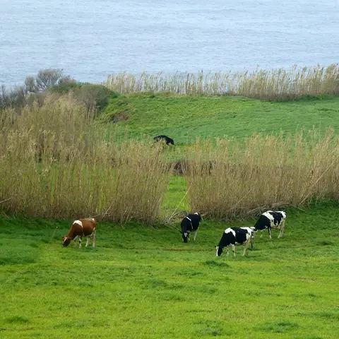 Vista do miradouro sobre pastagens verdes com vacas e o mar ao fundo, na ilha de São Miguel