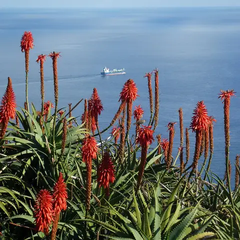 Aloés em flor vermelha no Pico do Facho, com vista sobre o mar azul e um navio ao longe