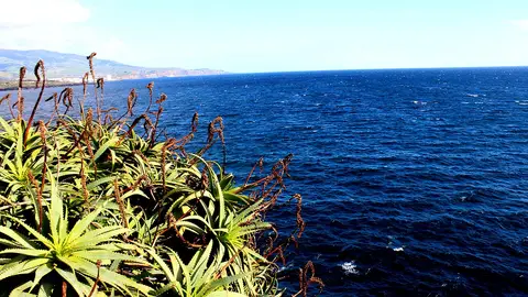 Vista do mar azul e da costa a partir de miradouro, com aloés em primeiro plano