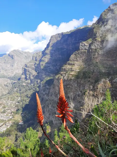 Vista do miradouro sobre o vale do Curral das Freiras, com flores de aloé em primeiro plano