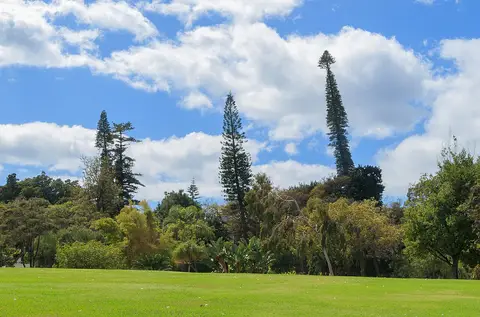 Relvado amplo do Parque de Santa Catarina, no Funchal, com árvores altas e céu azul com nuvens.