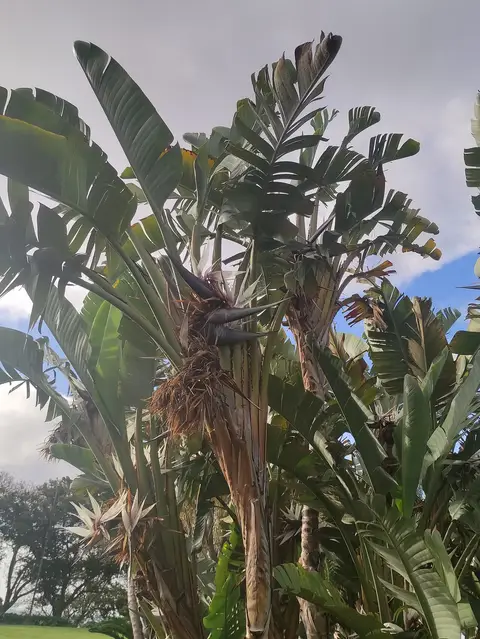 Estrelícias-gigantes com folhas largas no Parque de Santa Catarina, no Funchal, com céu nublado ao fundo