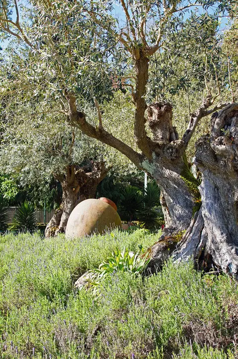 Oliveiras antigas e talha de barro entre alfazema no jardim tropical do Monte Palace, Madeira