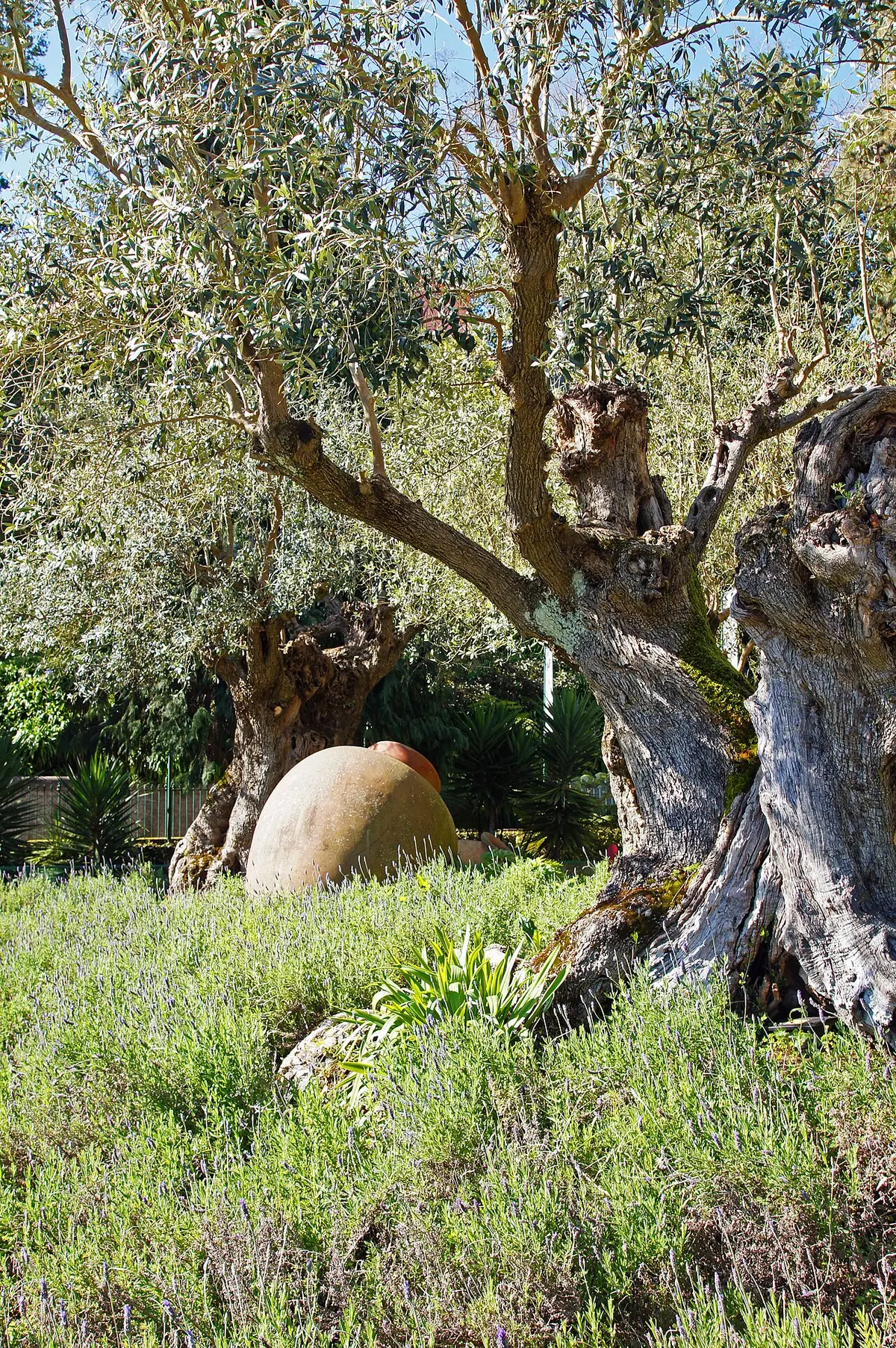 Oliveiras antigas e talha de barro entre alfazema no jardim tropical do Monte Palace, Madeira