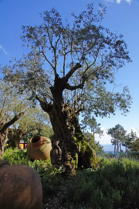 Oliveira antiga e talhas de barro no jardim tropical do Monte Palace, Madeira