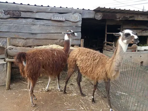 Duas lamas no recinto de palha junto a abrigo de madeira com placa "Lamas" na quinta pedagógica