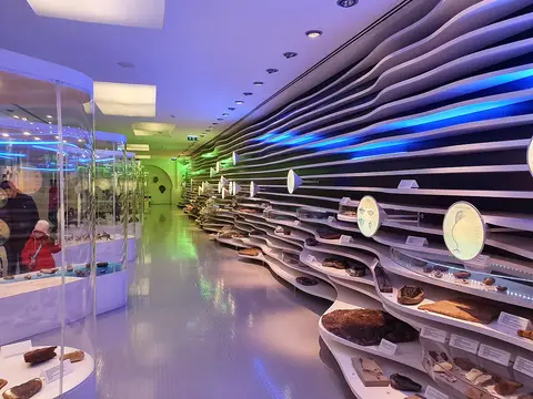 Sala de exposição do Museu de História Natural com vitrinas e fósseis em prateleiras onduladas iluminadas