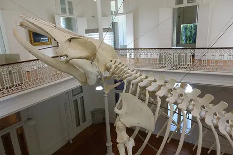 Esqueleto de baleia suspenso numa sala com varanda e balaustrada da Galeria da Biodiversidade