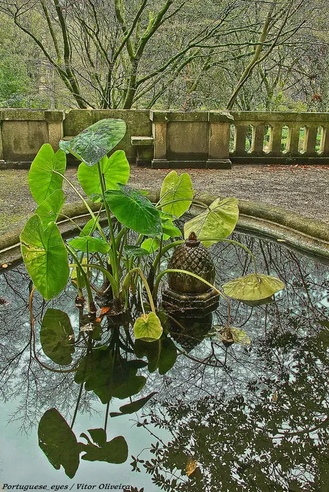 Tanque com plantas aquáticas e balaustrada de pedra no Jardim Botânico de Coimbra