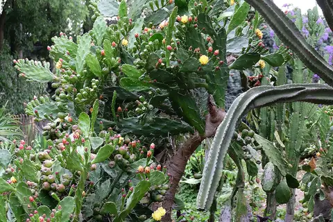 Canteiro de cactos com figos-da-índia e flores amarelas no Jardim da Estrela
