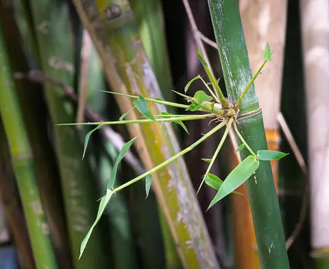 Ramo com folhas a nascer de um nó de bambu, num bambuzal do Jardim Botânico de Lisboa