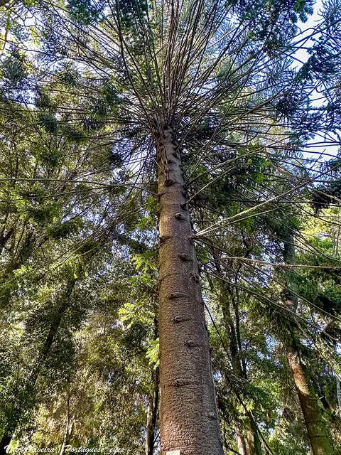 Vista de baixo para cima de uma árvore alta de tronco robusto, rodeada de vegetação no Jardim Botânico de Lisboa