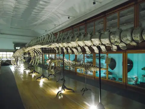Esqueleto de baleia exposto numa sala de museu com vitrinas de madeira ao fundo