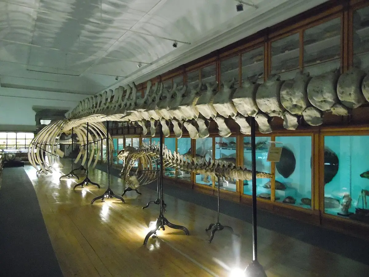 Esqueleto de baleia exposto numa sala de museu com vitrinas de madeira ao fundo