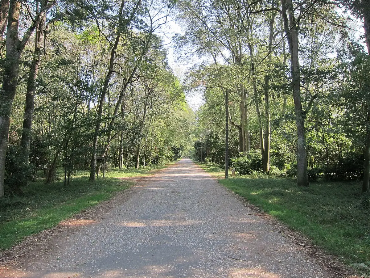 Caminho de terra ladeado por árvores altas na Mata Nacional do Choupal, em Coimbra