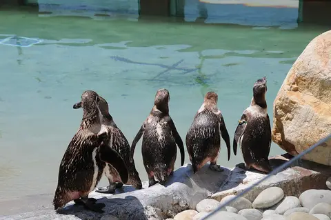 Grupo de pinguins junto ao lago do recinto do Zoo Santo Inácio