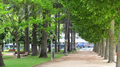 Alameda arborizada do Parque Doutor Manuel Braga, em Coimbra, com bancos, candeeiros e relvado.