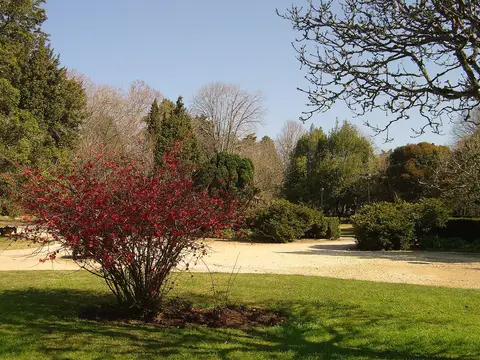 Arbusto de flores vermelhas junto a relvado e caminho de areia no Parque Dom Carlos I