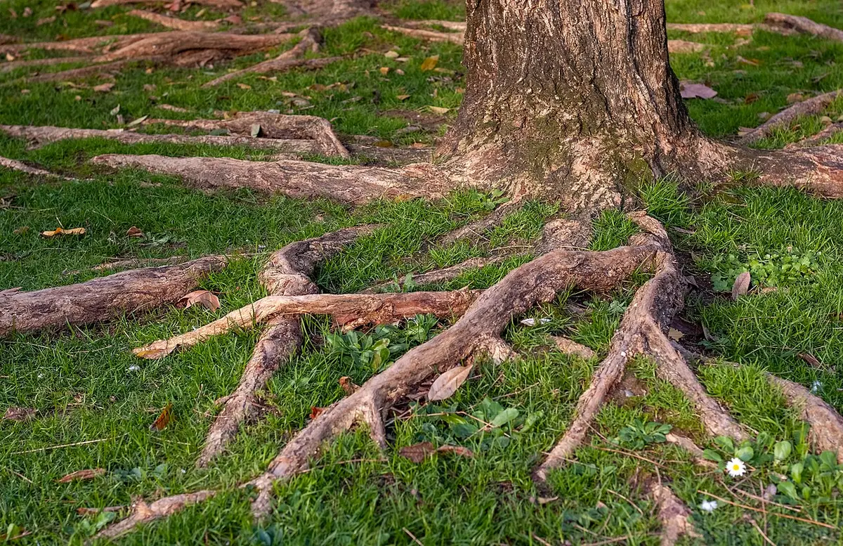 Raízes salientes de uma árvore sobre relva no Jardim da Praça de Londres, em Lisboa