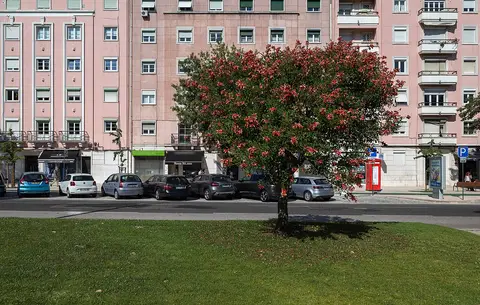 Árvore de flores vermelhas no relvado do Jardim da Praça de Londres, com prédios cor-de-rosa ao fundo
