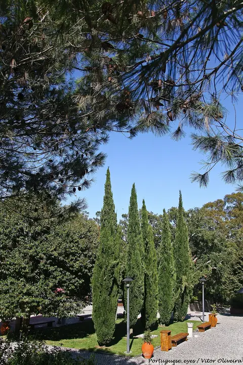 Jardim com ciprestes, pinheiros, bancos de madeira e candeeiros num parque em Lisboa