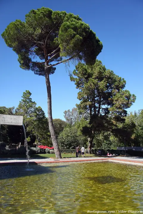 Lago com repuxo e pinheiros-mansos num parque arborizado, sob céu azul