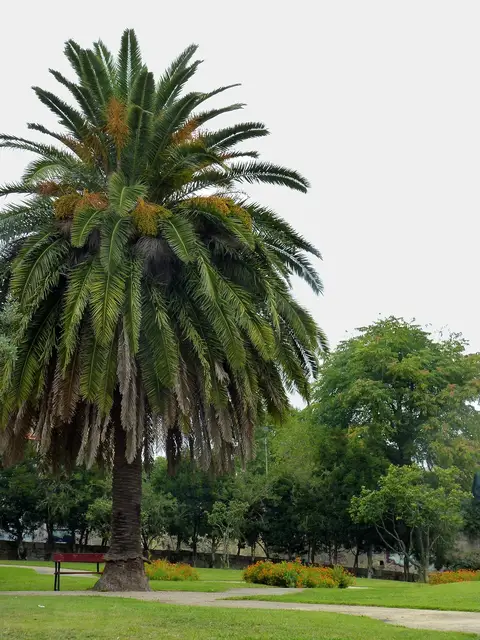 Grande palmeira num jardim relvado, com bancos, canteiros floridos e árvores em redor