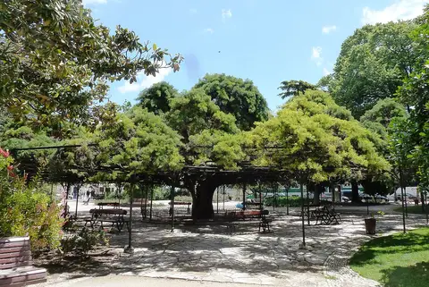 Cedro centenário com copa em pérgola e bancos no Jardim do Príncipe Real, em Lisboa