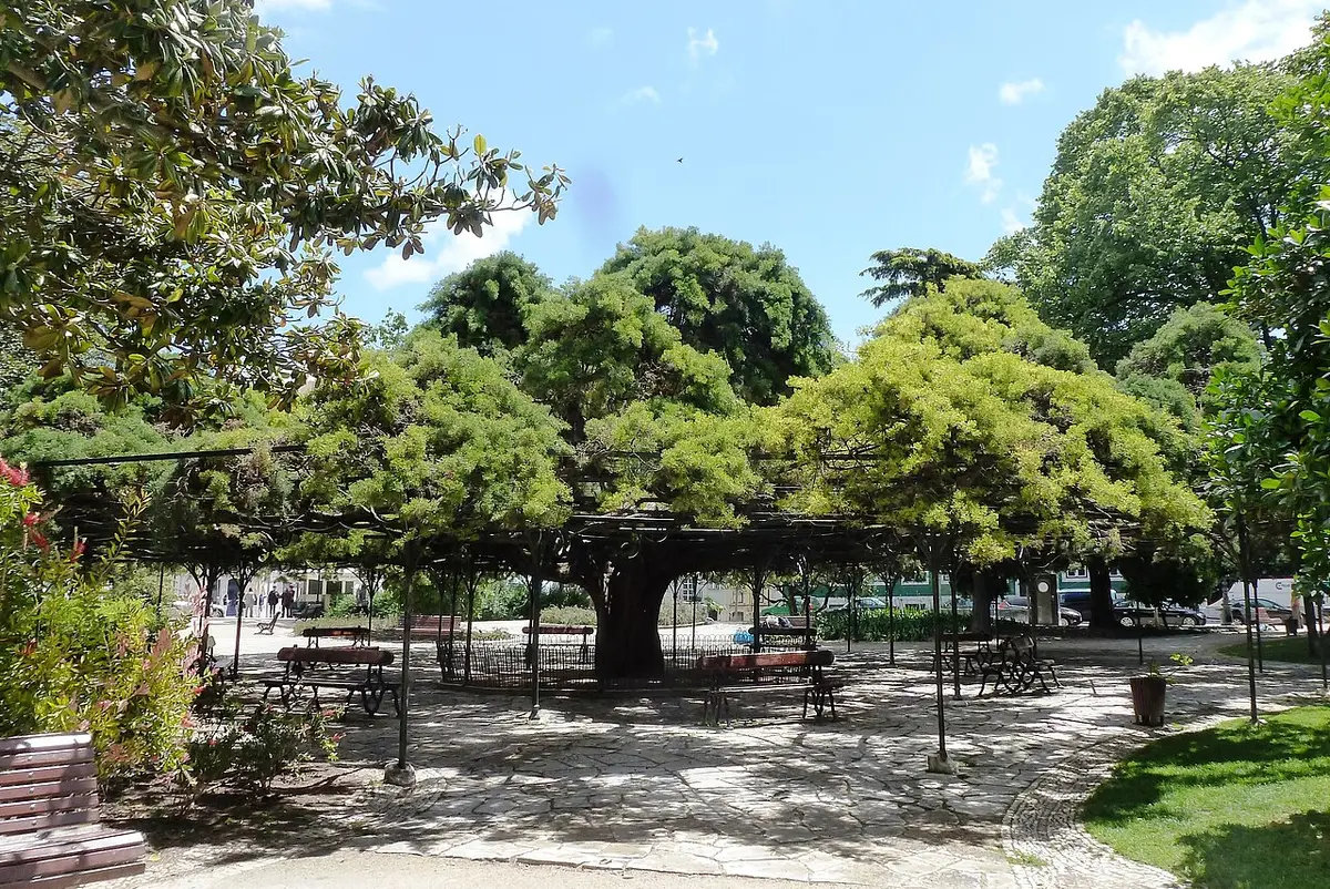 Cedro centenário com copa em pérgola e bancos no Jardim do Príncipe Real, em Lisboa