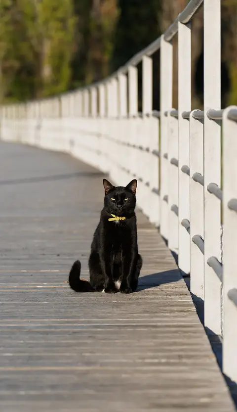 Gato preto com coleira amarela sentado num passadiço de madeira junto ao Tejo, em Lisboa