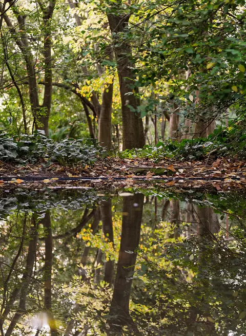 Árvores e folhagem refletidas num lago pouco profundo no Jardim Gulbenkian, em Lisboa