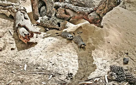 Duas suricatas deitadas na areia junto a troncos secos, no recinto do Badoca Safari Park