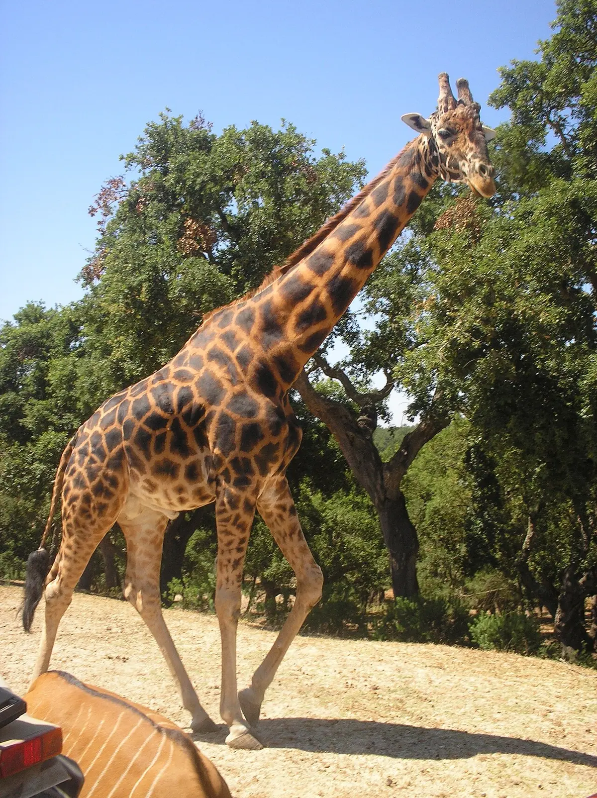 Girafa a caminhar entre árvores no Badoca Safari Park, com céu azul limpo