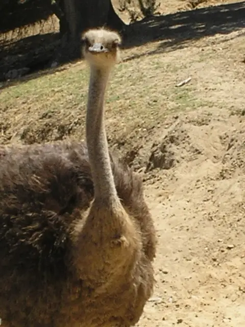 Avestruz de perto no recinto de terra do Badoca Safari Park