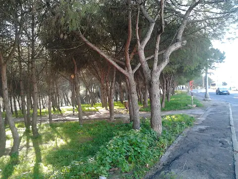 Pinhal com relva e vegetação rasteira num parque urbano, junto a uma estrada.