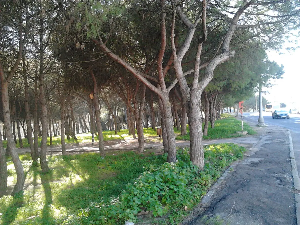 Pinhal com relva e vegetação rasteira num parque urbano, junto a uma estrada.