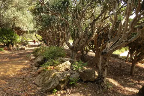 Caminho de terra entre dragoeiros e rochas cobertas de musgo num parque arborizado