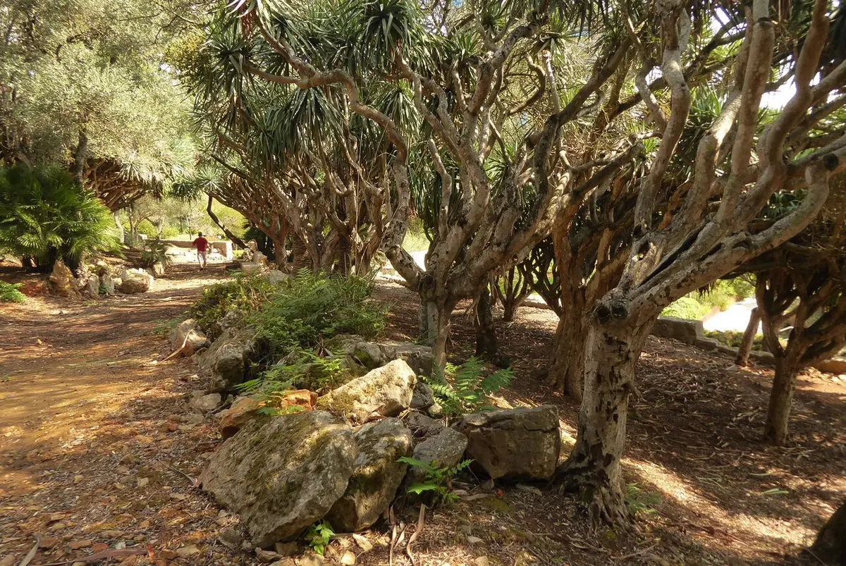 Caminho de terra entre dragoeiros e rochas cobertas de musgo num parque arborizado
